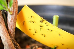 Ways to Get Rid of Gnats