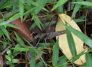 What  Do Crickets Eat