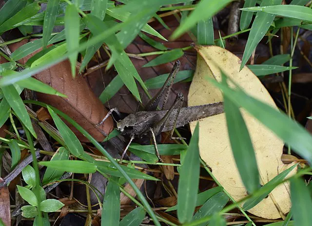 What  Do Crickets Eat