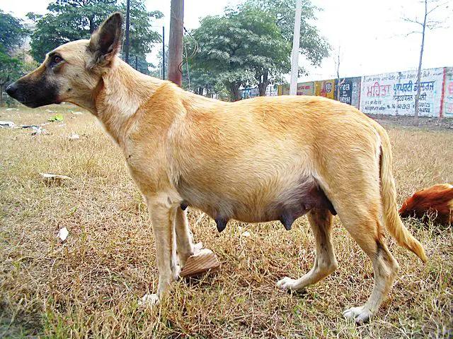 How Long Are Dogs Pregnant